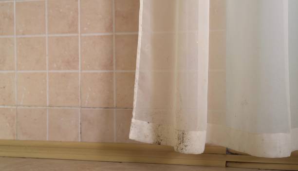 Reliable Victoria, TX Mold Removal Solutions