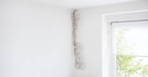 Best Biohazard Mold Removal  in Victoria, TX