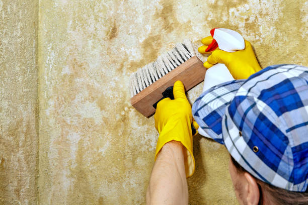 Best Mold Odor Removal Services  in Victoria, TX