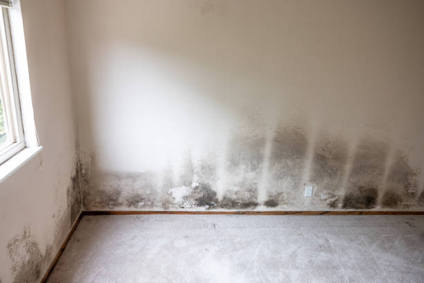 Best Residential Mold Inspection & Testing  in Victoria, TX